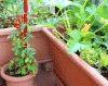 tomaten.balkon.gif