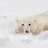 pancake