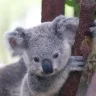 koala99