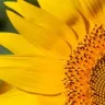 Sonnenblume44