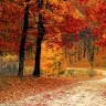 damalsimherbst