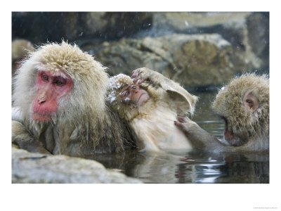 265_JapaneseMacaquesorSnowMonkeysThreeMonkeysinHotSpringwithInfantintheMiddleJapanPhotographicPrintC12834646_1.jpg